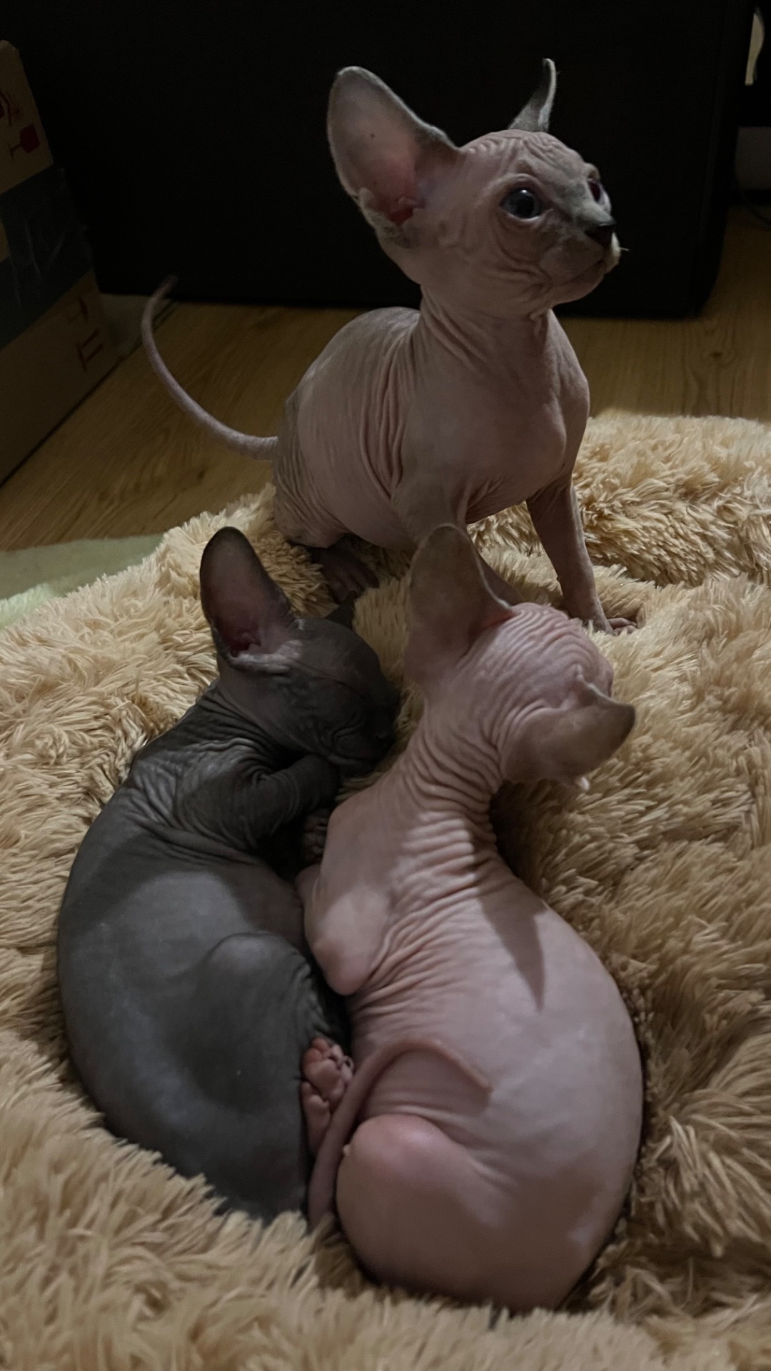 Кошенята Канадський сфінкс