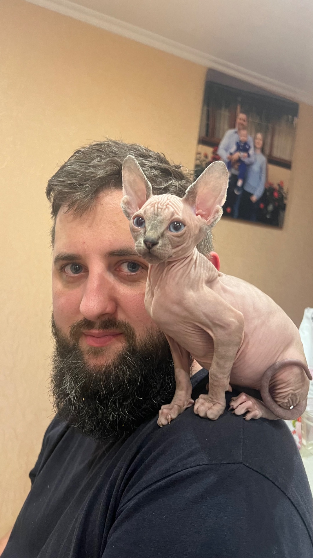 Кошенята Канадський сфінкс