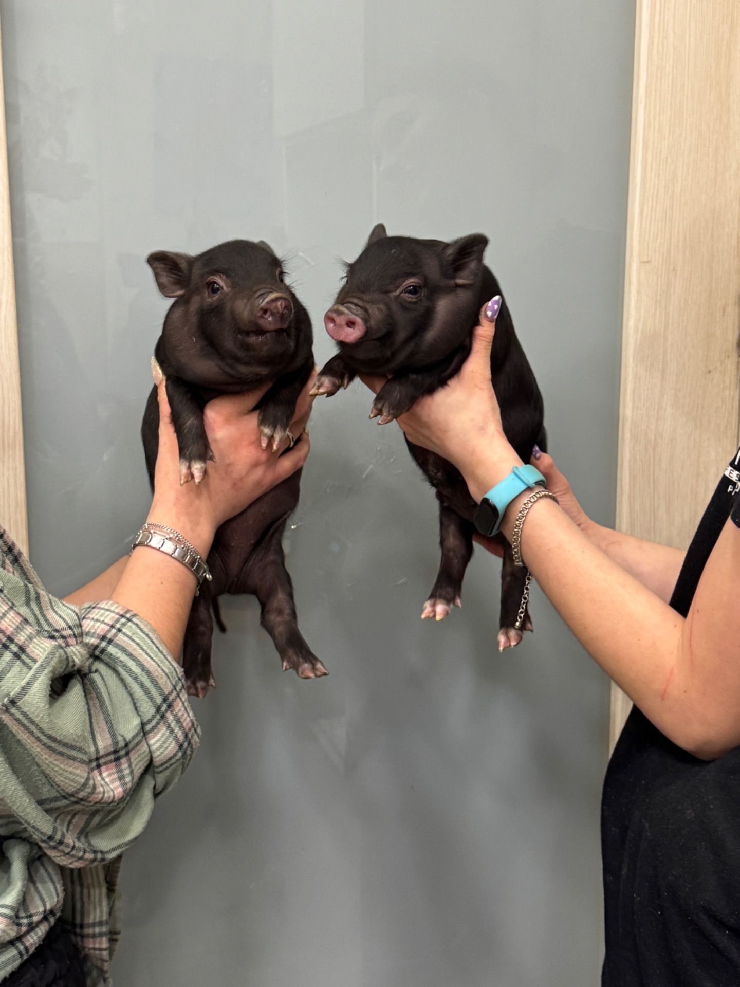 Ручні свинки міні піг, чарівні маленькі свинки