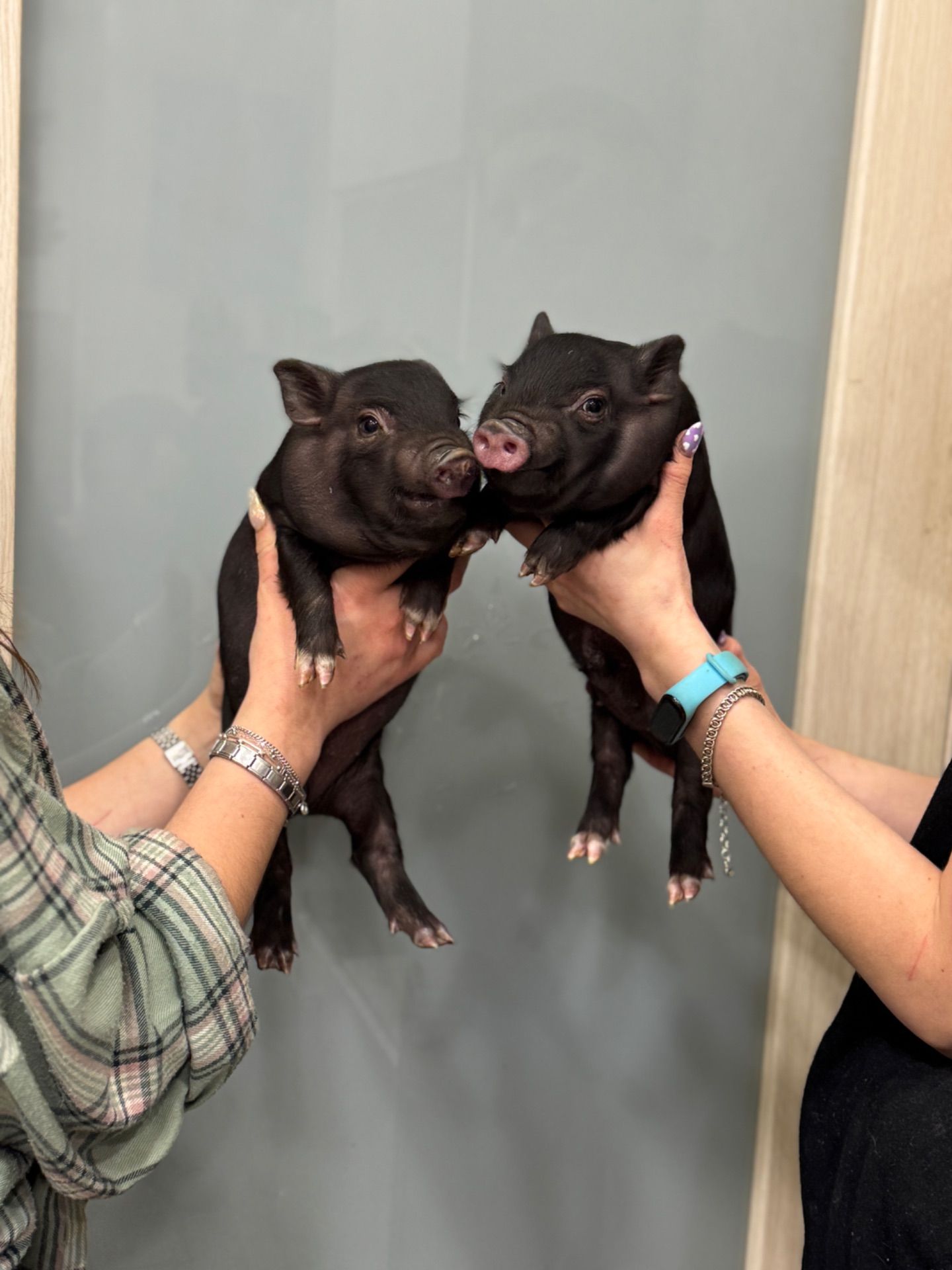 Ручні свинки міні піг, чарівні маленькі свинки