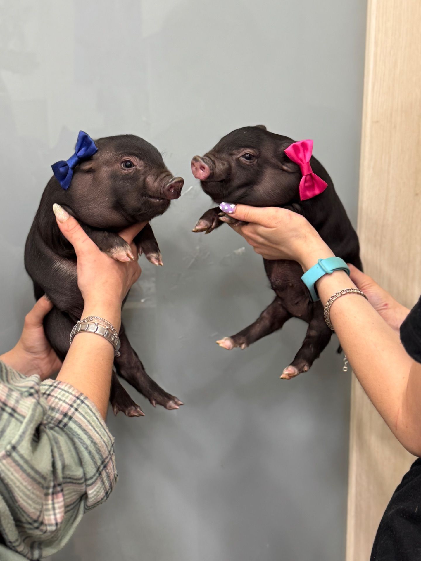 Міні піг, маленька свинка