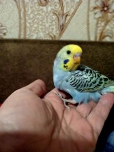 Хвилястий папуга