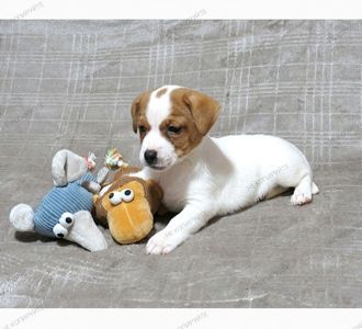 Краща дівчинка у посліді Джек Рассел тер'єр з документами клубу КСУ