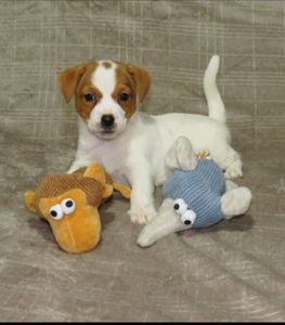 Краща дівчинка у посліді Джек Рассел тер'єр з документами клубу КСУ