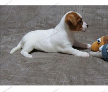 Краща дівчинка у посліді Джек Рассел тер'єр з документами клубу КСУ