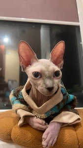 Кошенята Канадський сфінкс