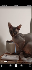 Кошенята Канадський сфінкс