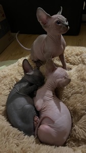 Кошенята Канадський сфінкс