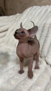 Кошенята Канадський сфінкс