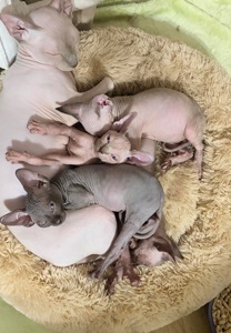 Кошенята Канадський сфінкс