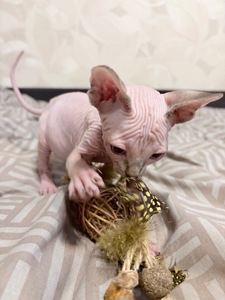 Кошенята Канадський сфінкс