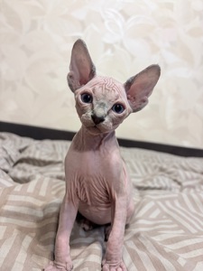 Кошенята Канадський сфінкс