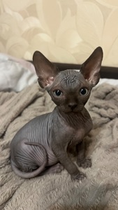 Кошенята Канадський сфінкс