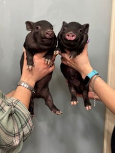 Ручні свинки міні піг, чарівні маленькі свинки