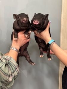 Ручні свинки міні піг, чарівні маленькі свинки