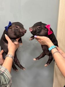 Міні піг, маленька свинка