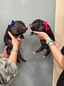 Міні піг, маленька свинка