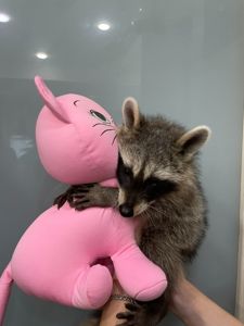 Єнот полоскун, ручний єнот