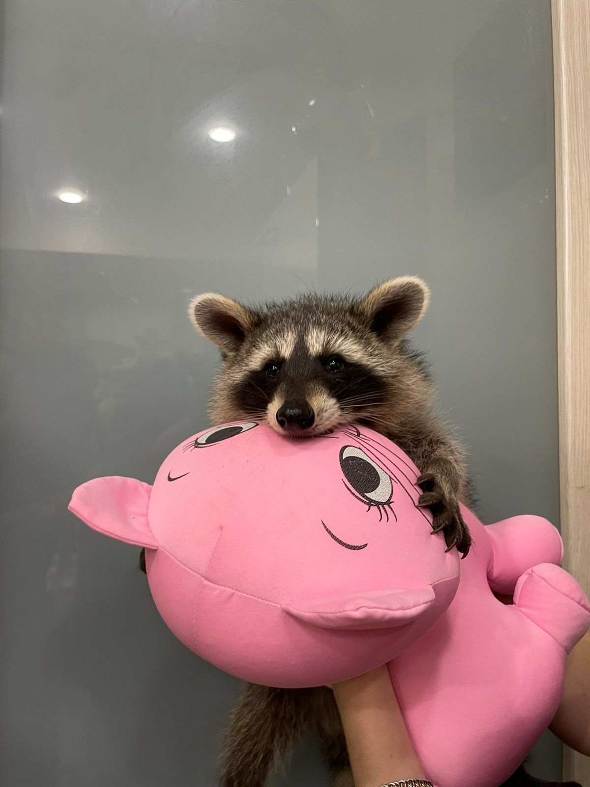 Єнот полоскун, ручний єнот