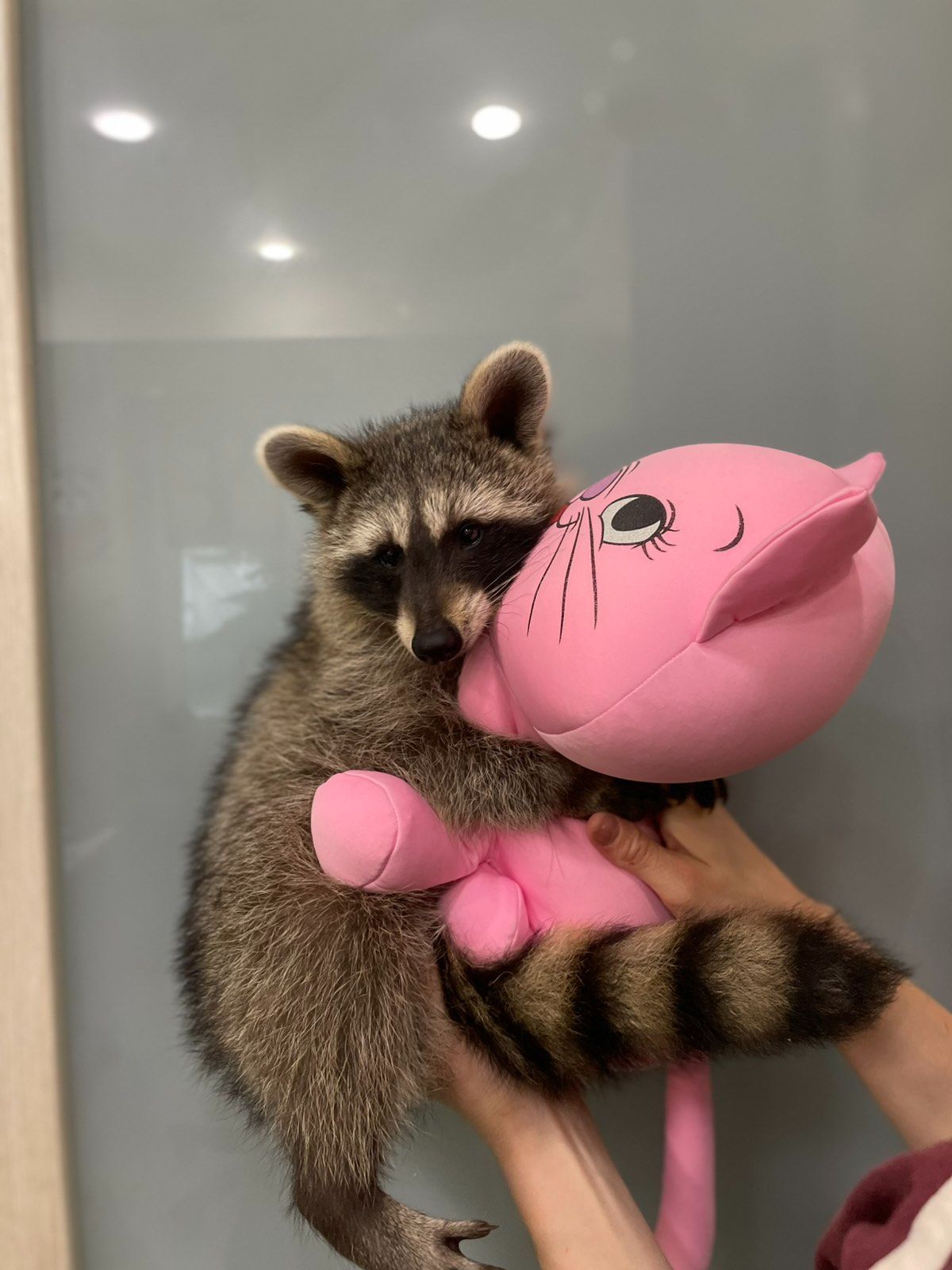 Єнот полоскун, ручний єнот