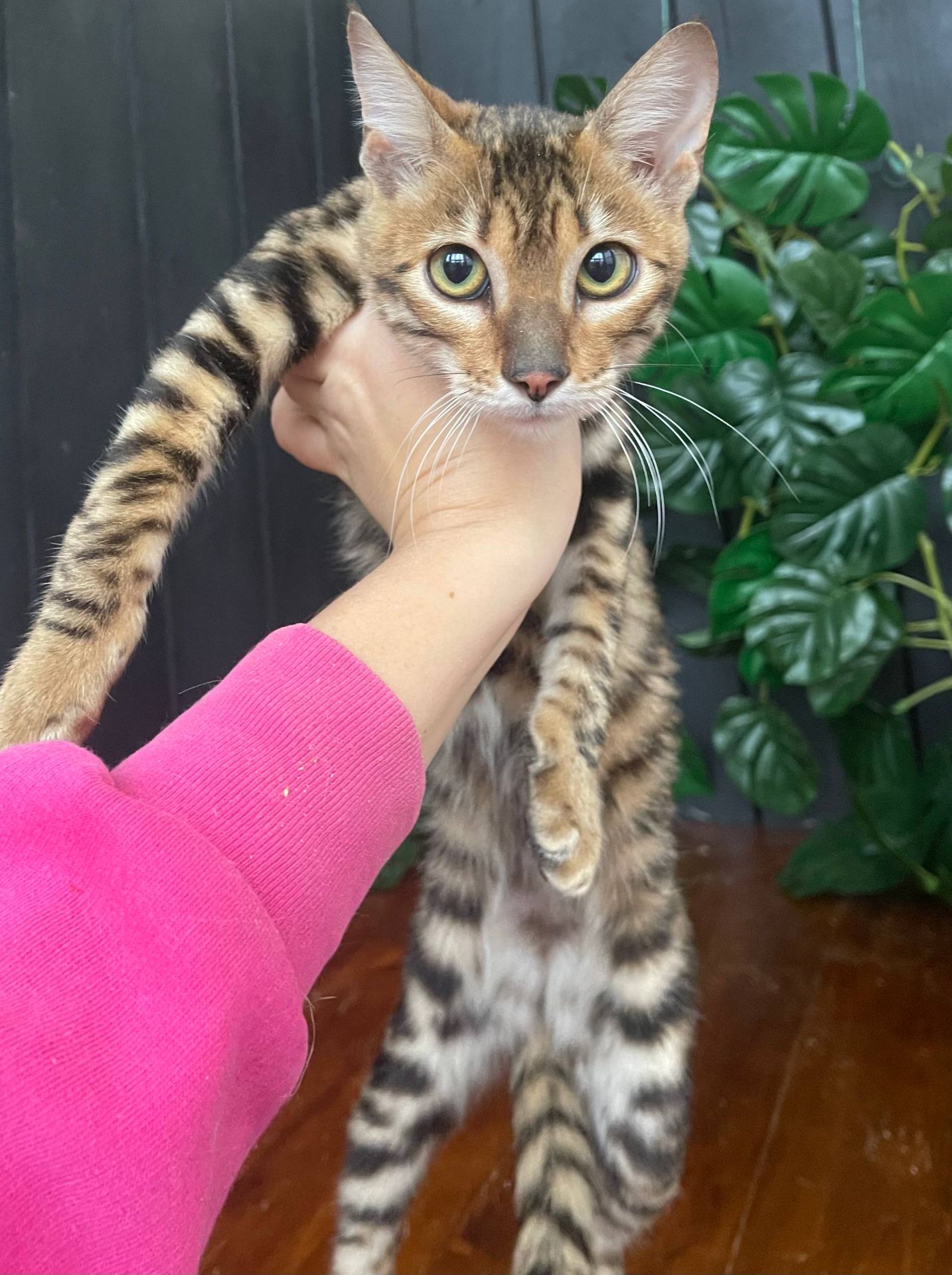 Дівчина породи Тойгер - Інді