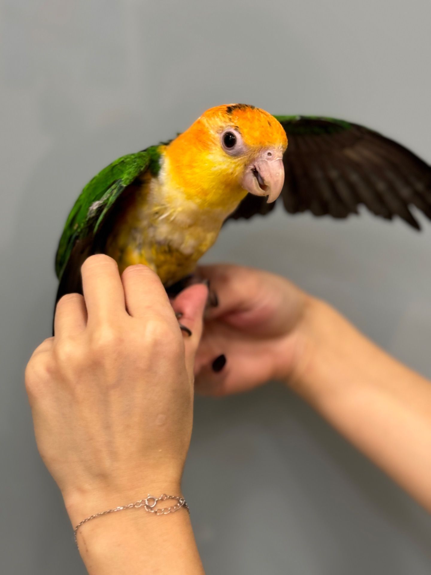 Папуга каїк, грайливий розмовляючий папуга