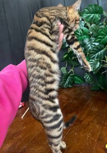 Дівчина породи Тойгер - Інді