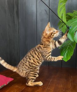 Котик породи Тойгер- Квілон