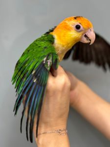 Папуга каїк, грайливий розмовляючий папуга