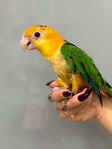 Папуга каїк, грайливий розмовляючий папуга