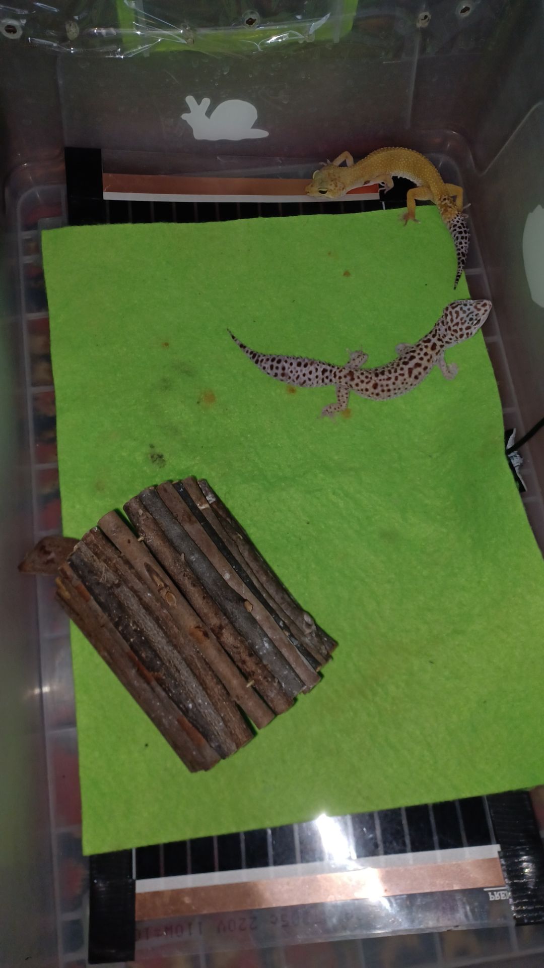 Эублефары бесплатно в добрые руки по Харьковской области