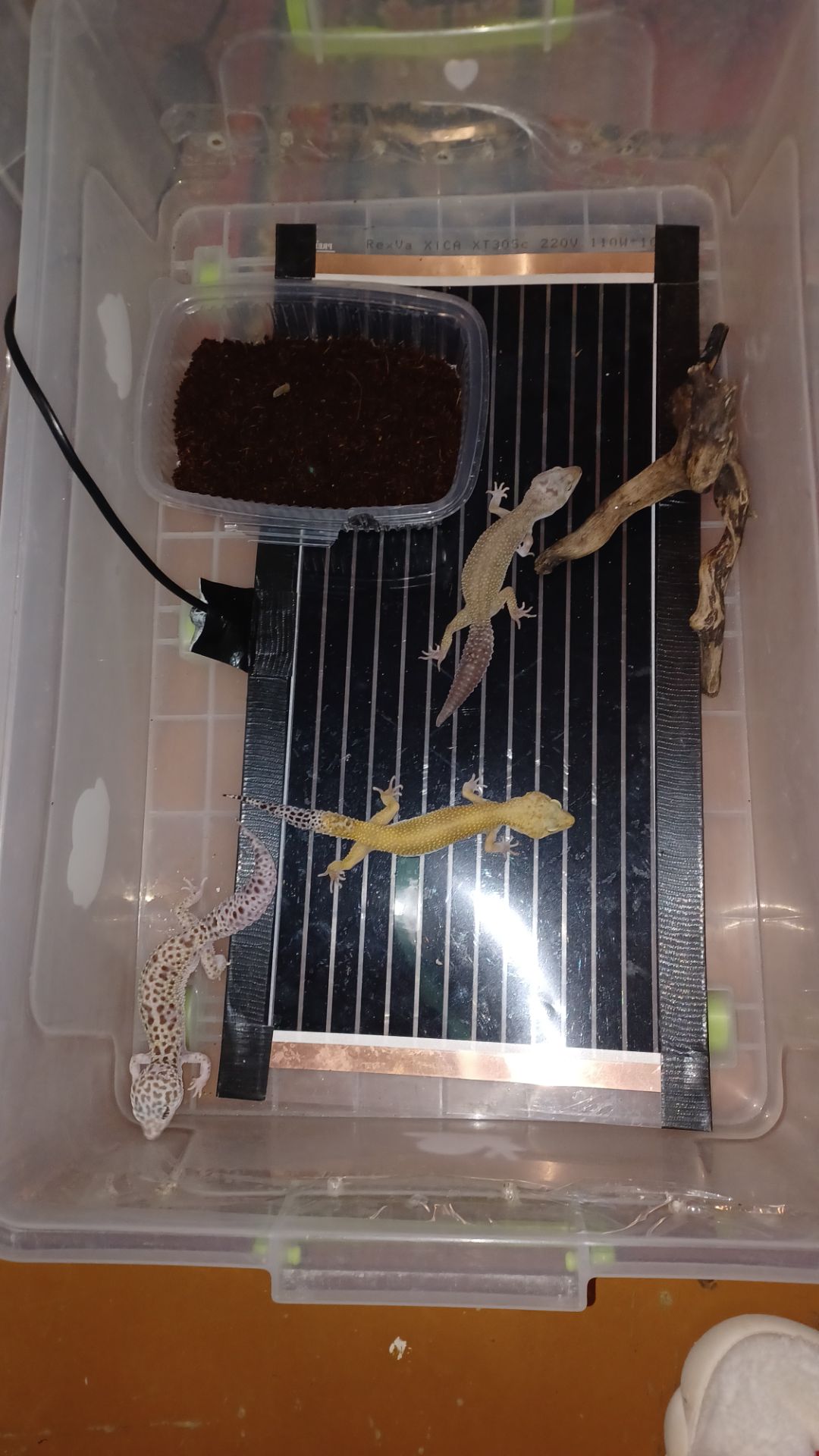 Эублефары бесплатно в добрые руки по Харьковской области