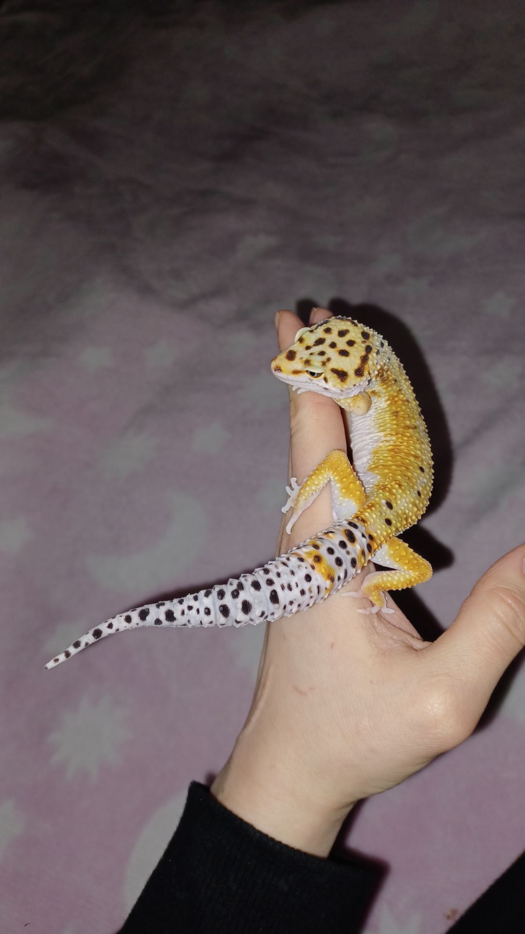 Эублефары бесплатно в добрые руки по Харьковской области