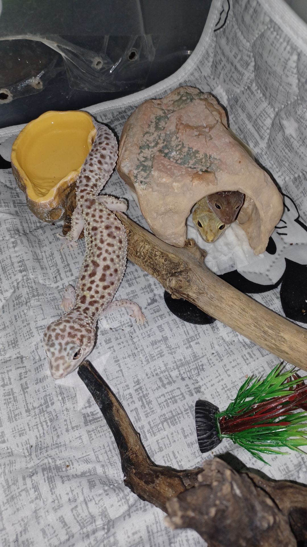 Эублефары бесплатно в добрые руки по Харьковской области