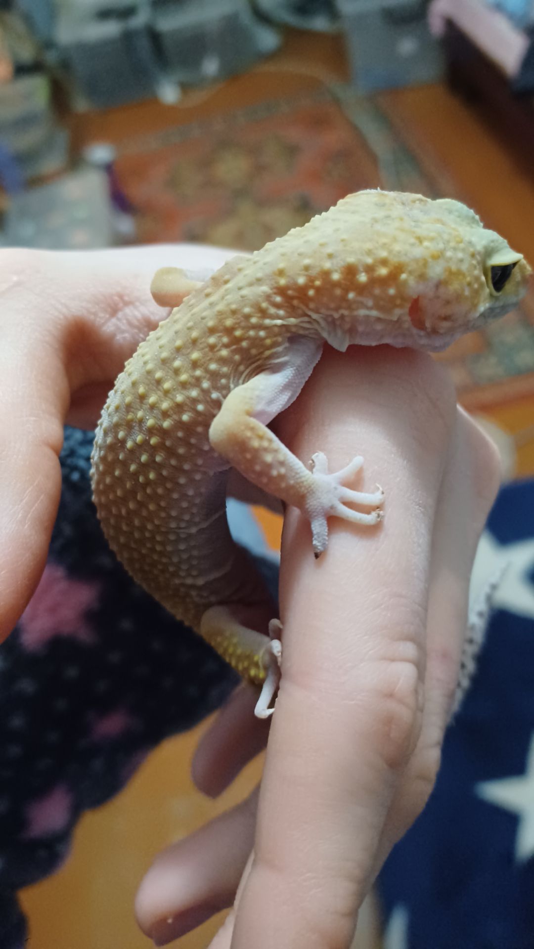 Эублефары бесплатно в добрые руки по Харьковской области