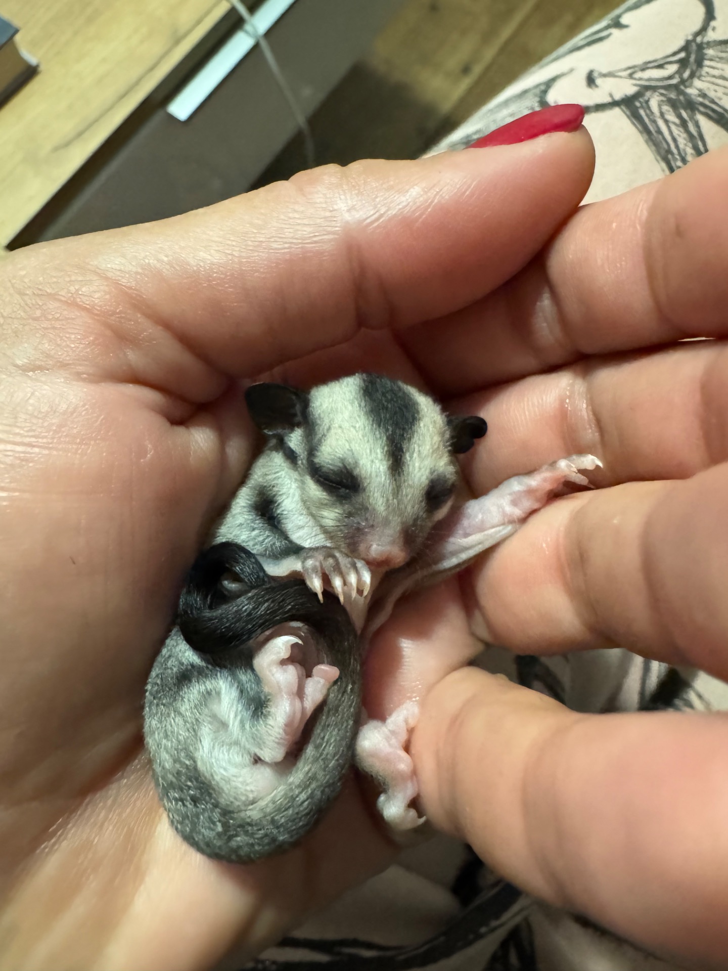 Цукровий Поссум