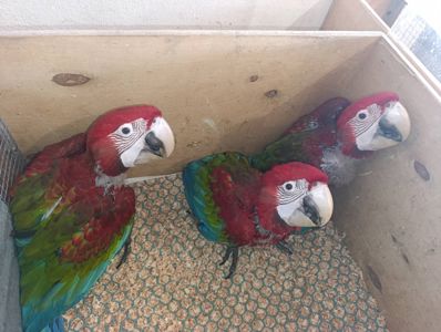 Ара красно- синий