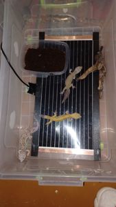 Эублефары бесплатно в добрые руки по Харьковской области