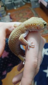 Эублефары бесплатно в добрые руки по Харьковской области