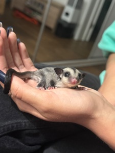 Цукровий Поссум