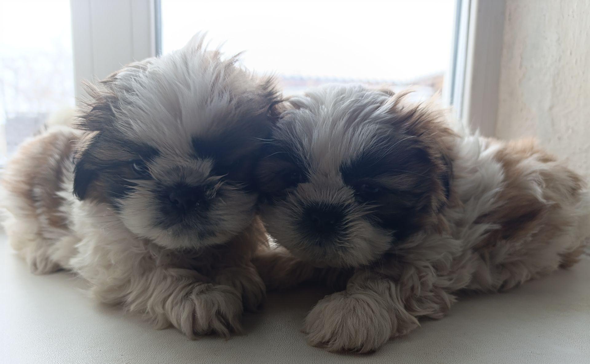 Цуценята ши-тцу