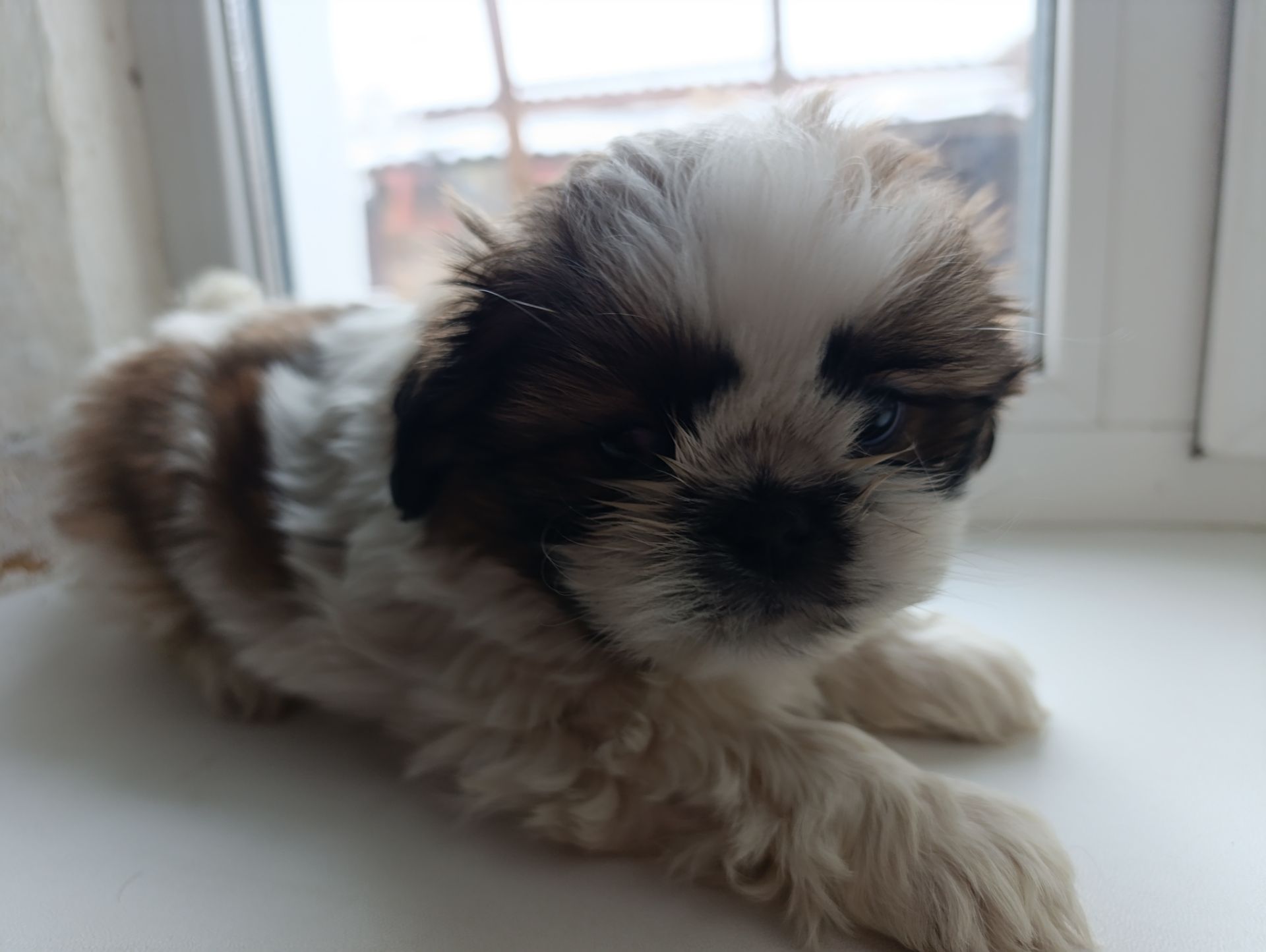 Цуценята ши-тцу