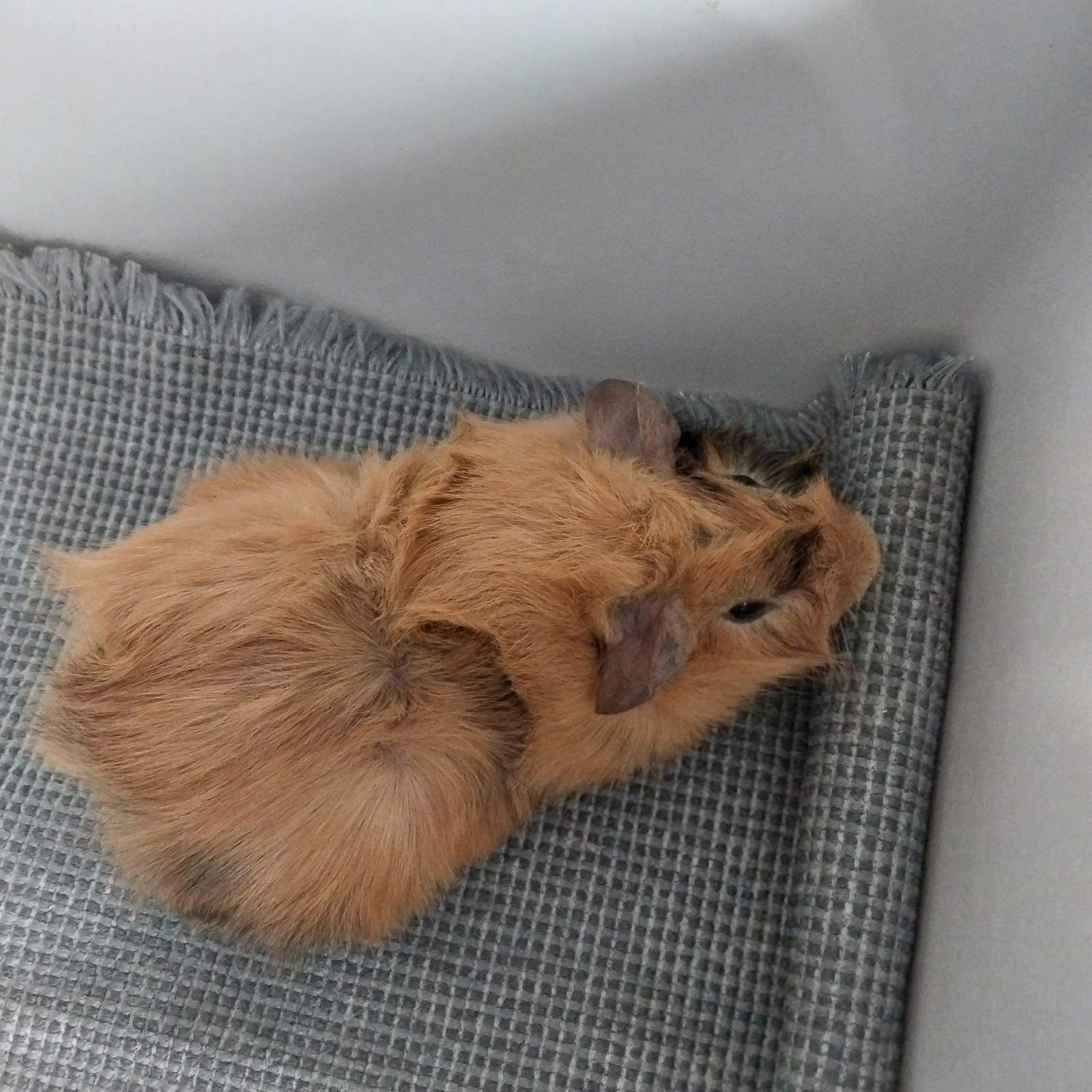 Морська свинка хлопчик