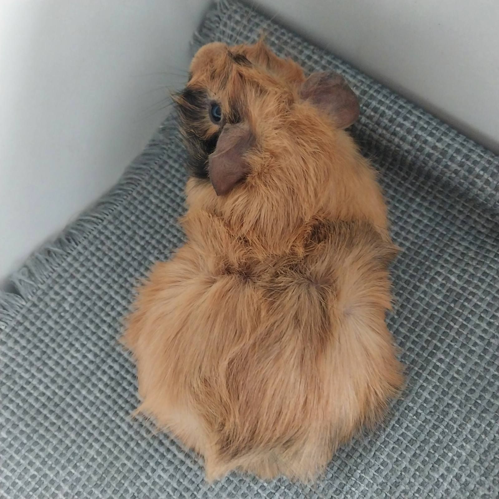 Морська свинка хлопчик