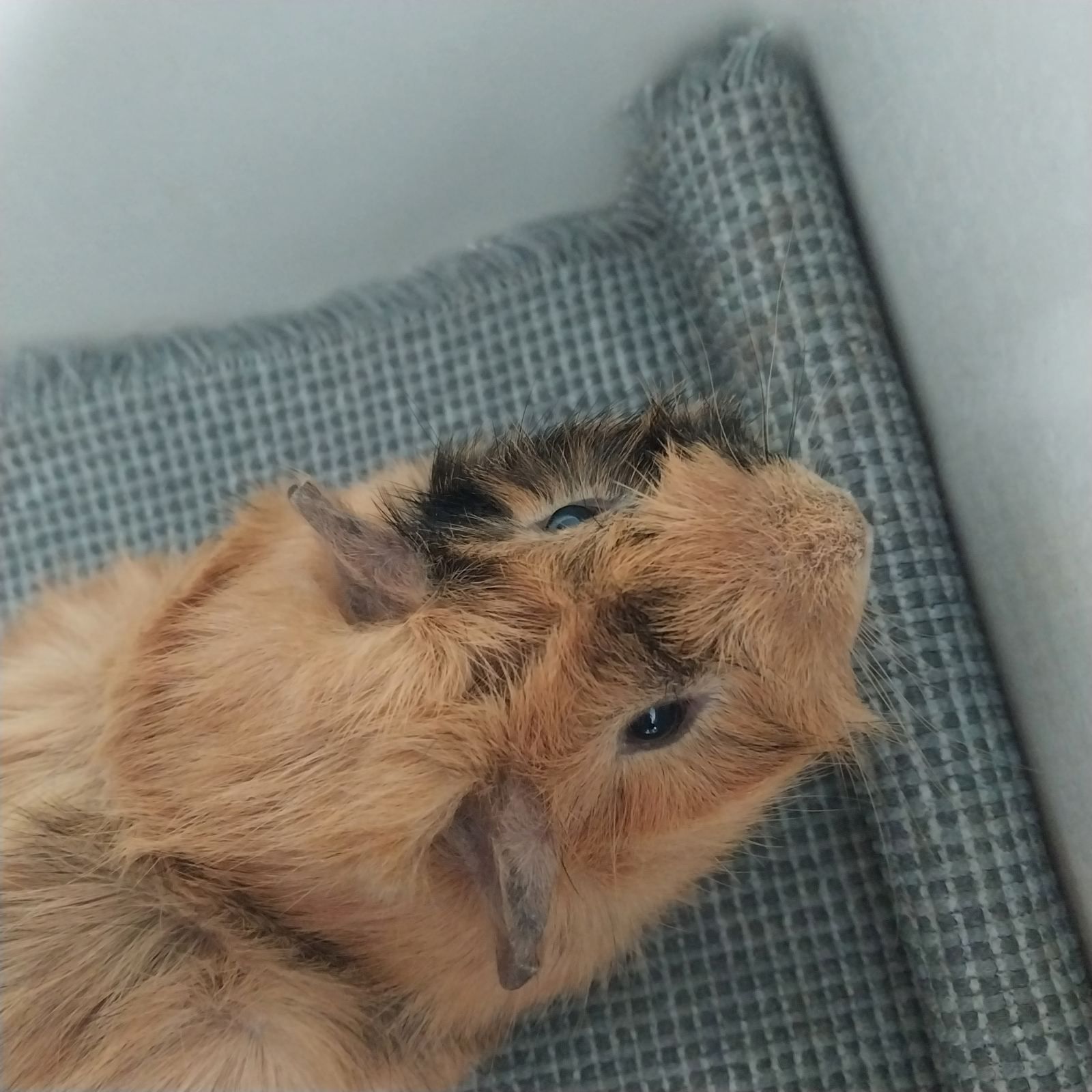 Морська свинка хлопчик