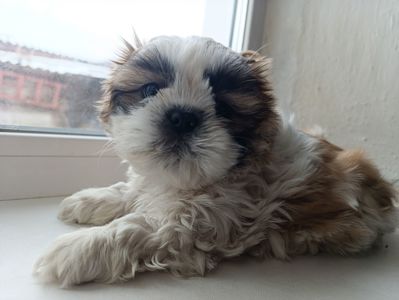 Цуценята ши-тцу