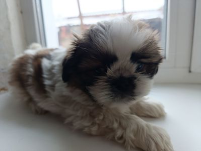 Цуценята ши-тцу