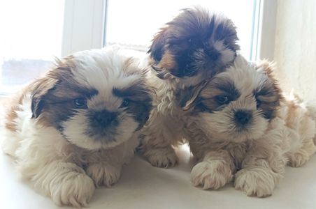 Цуценята ши-тцу