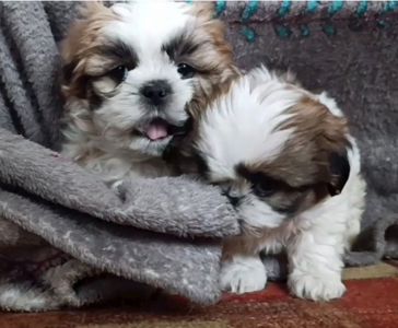 Цуценята ши-тцу