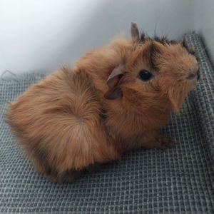 Морська свинка хлопчик